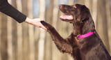 Hund gibt Pfote