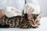 TitelbildKatze