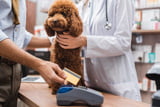 Tierarztkosten-hund-oktober-teure-preise.jpg