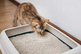 Katzenstreu entsorgen