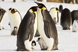 Kaiserpinguin