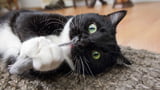 Katzenspielzeug