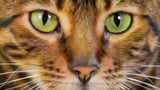Augenerkrankung der Katze