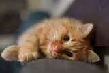 Katze Sucht