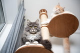 Kratzbaum-für-große-Katzen-Vergleich.jpg