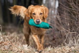 Dummys_Hunde_Aufmacher.jpg