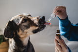 welches-oel-fuer-hunde.jpg