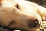 Staupe beim Hund