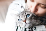 Beliebte Katzenrassen