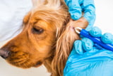 Zecken_Krankheiten_Hunde_Aufmacher.jpg