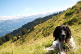 HundAllgaeu_A.jpg