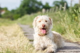Hitzschlag_Hund_Aufmacher.jpg