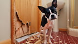 Versicherung & Haftung bei Hunden