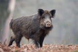 Wildschwein