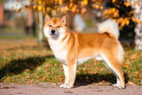 Shiba Inu Aufmacher