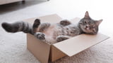 Missverständnisse zwischen Mensch und Katze
