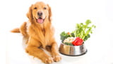 Vegane Ernährung des Hundes