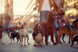 Hunde Einsteiger