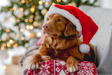 hunde-weihnachten