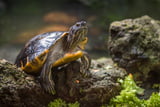 Wasserschildkröte