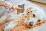 Sommerfell_Hunde_Aufmacher.jpg