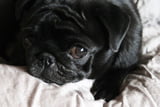 Pfand-Mops Edda
