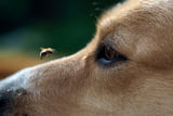 InsektenstichHund_Aufmacher.jpg