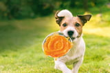 Rinti_Hundedrink.jpg
