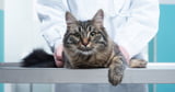 5 Krebsrisikofaktoren bei Katzen