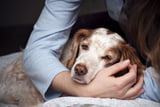 Aufmacher_Spondylosen_Hund.jpg
