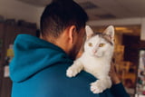 katze-verletzt-optische-taeuschung.jpg