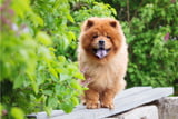 Chow_Chow.jpg
