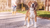 Hund zieht an der Leine