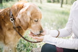 hypoallergenes-hundefutter.jpg