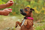 Clickertraining_Aufmacher.jpg