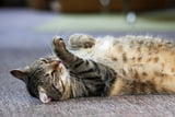 Eine Entzündung der Bauchspeicheldrüse ist für Katzen lebensbedrohlich.
