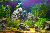 Aquarium-einrichten_Aufmacher.jpg