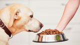 Futtermittelallergie beim Hund: Symptome, Ursachen und Hilfe