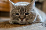 Verhalten Katze vor Tod 1