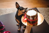 Hund_Torte_1200x800Px.jpg
