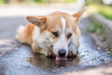 Leptospirose Hund 1