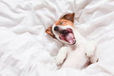 Schlafposition_Hund_Aufmcher.jpg