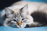 katze-mit-blauen-augen