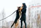 Großer Hund mit Frau