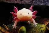 Axolotl_Aufmacher.jpg
