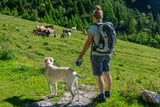 Kuhbegegnungen mit dem Hund