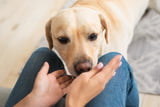 Hund schnüffelt am Schritt