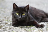 10 Fakten über schwarze Katzen