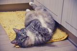 So zeigen Katzen ihre Liebe