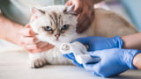 Katze beim Tierarzt